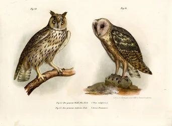 Kauz, 1864
